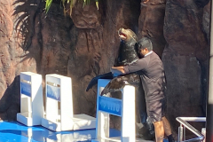 Sealion hijinks at Gran Acuario Mazatlán "Mar de Cortés"